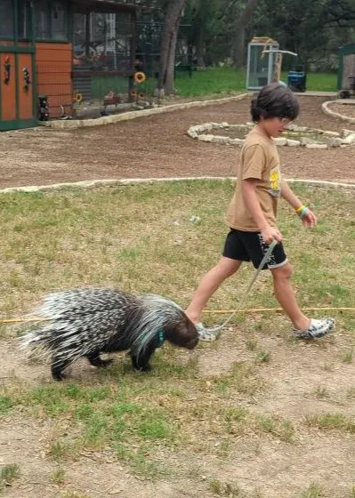 An African porcupine walks on a lead across the yard with a child following close behind.