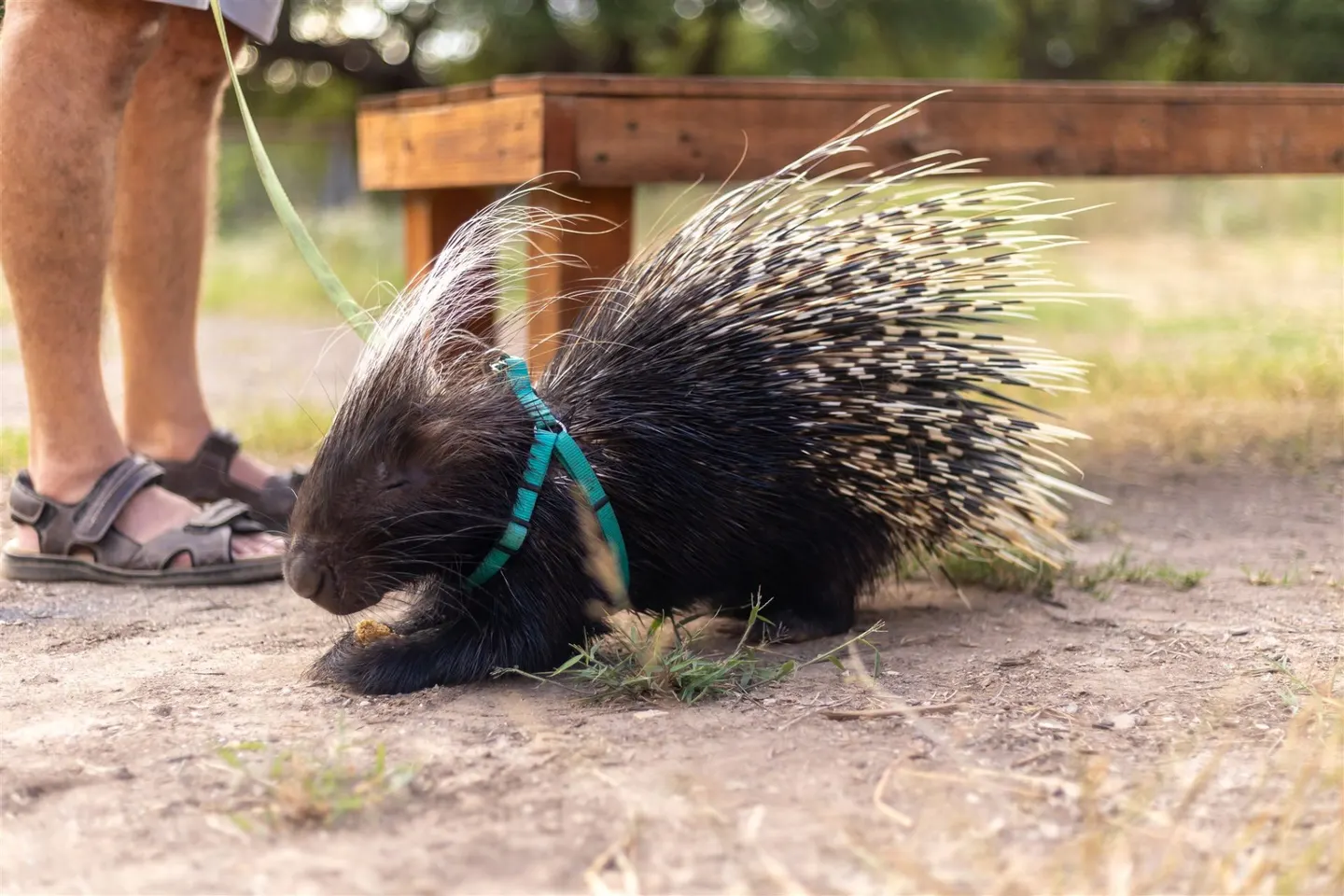 An African crested porcupine with its quills raised, walking on a lead at Happy Tails.