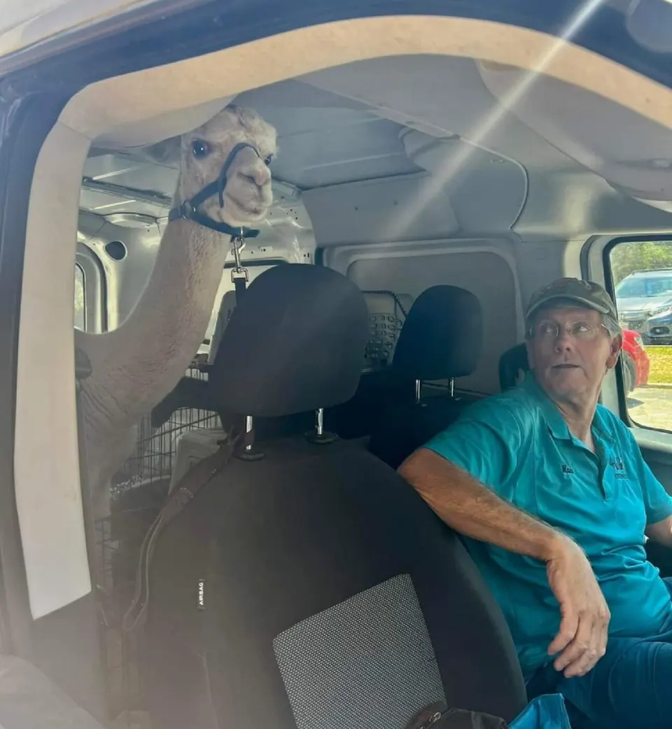 An alpaca riding in the back seat of the Happy Tails van beside a handler.
