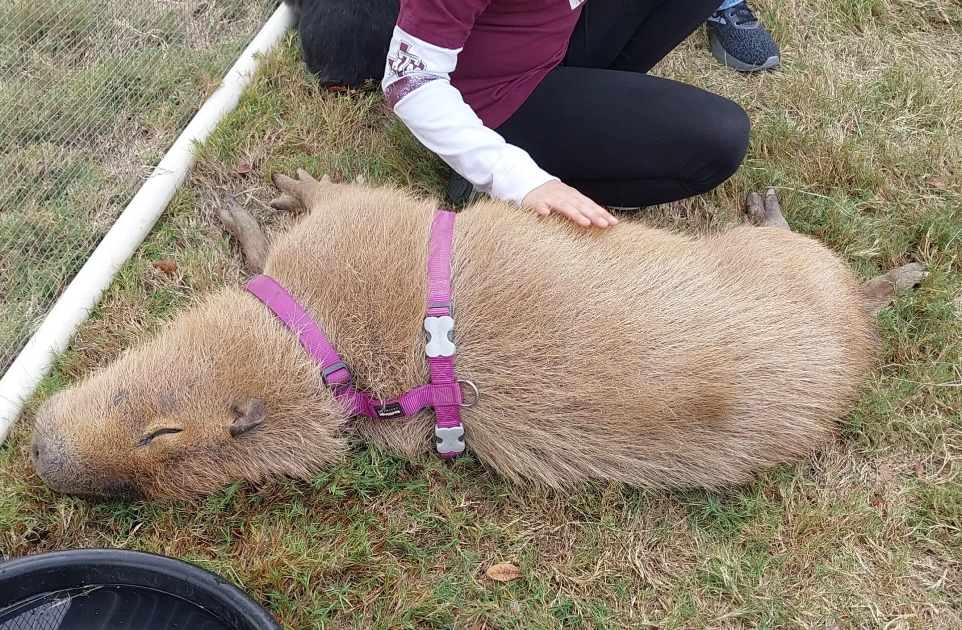 A guest scratches a capybara lying in a purple harness on the grass during a private animal encounter at Happy Tails in Pipe Creek, Texas.