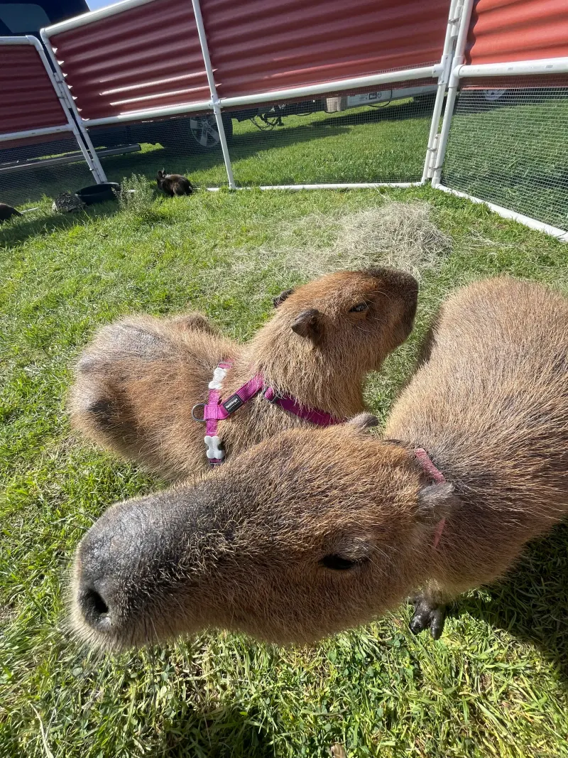 Two capybaras in purple harnesses grazing on the grass inside the pen.