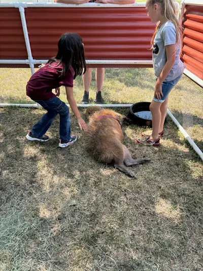 Two children kneel to pet a capybara lying on the grass inside the pen.