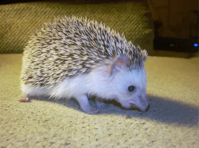 A hedgehog on a sofa cushion.