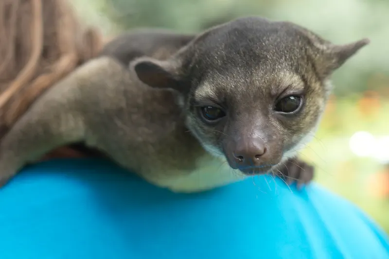 Tulio the kinkajou peering over a handler's shoulder.