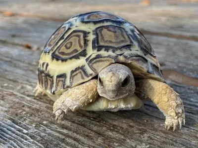 Cleo the leopard tortoise on a wooden deck.