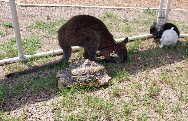 A wallaby, a leopard tortoise and a rabbit together inside the petting zoo pen.