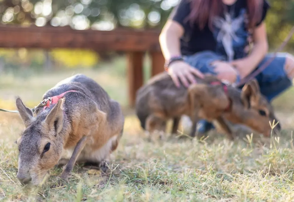 Guests sit on the ground with two Patagonian cavies during a private animal encounter.