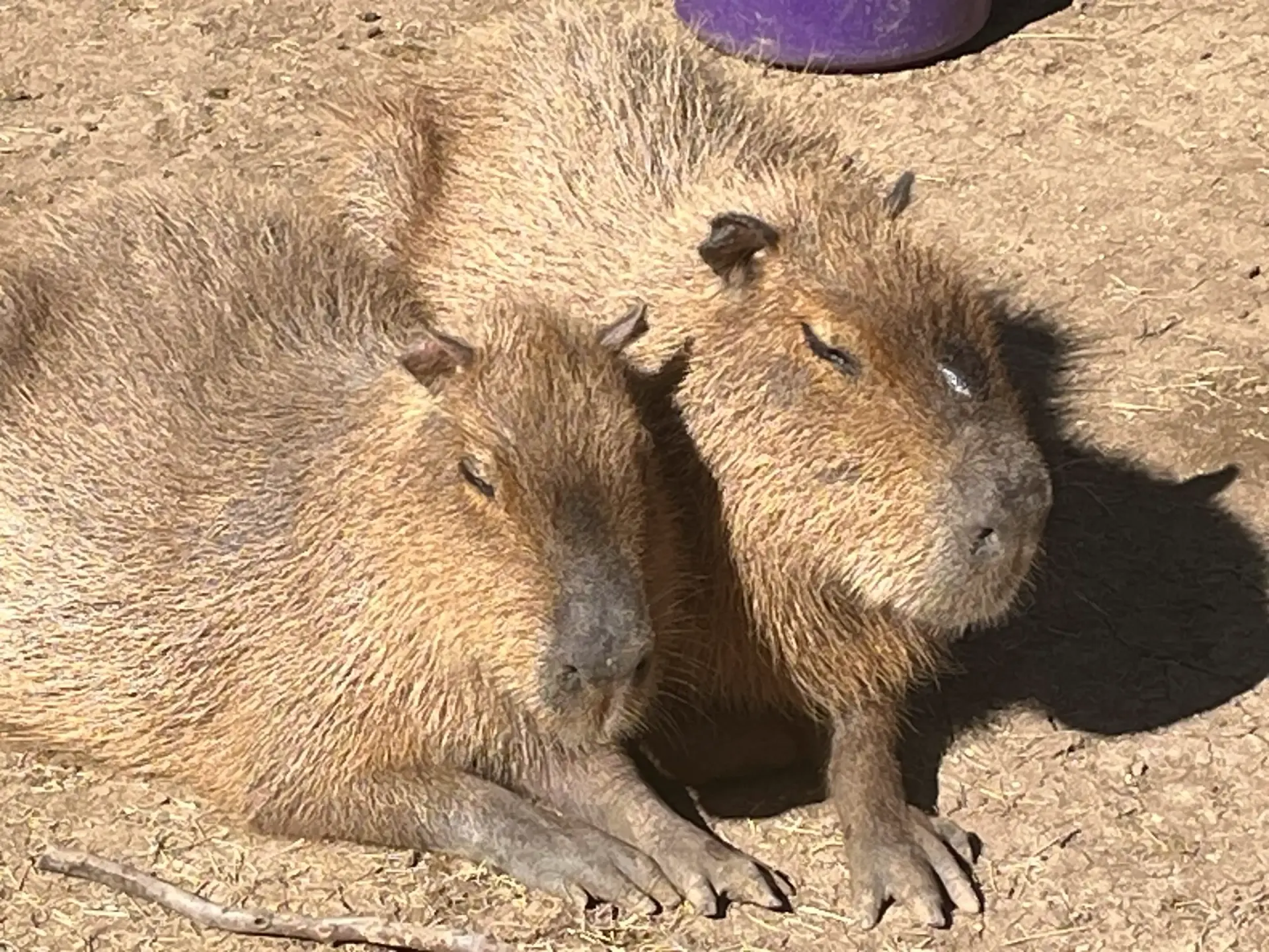 Two capybaras resting side by side in the sun, one dozing and one looking at the camera.